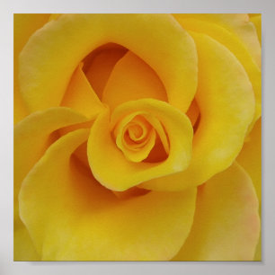 Affiches Pétales de rose jaune romantiques