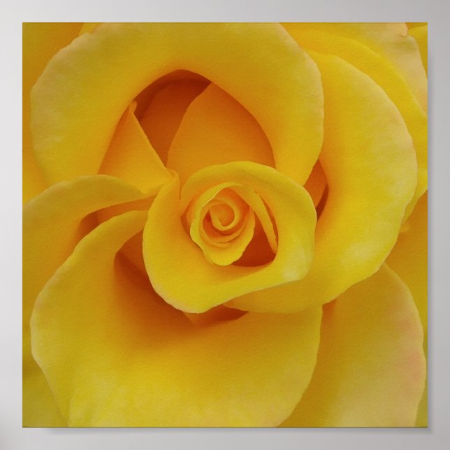 Affiches Pétales de rose jaune romantiques (Devant)