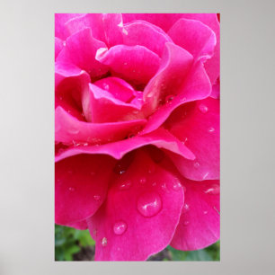 Affiches pétales roses