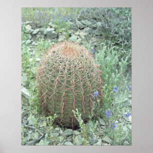 Affiches Pétales roses Pricky Cactus Desert Art Imprimer Po