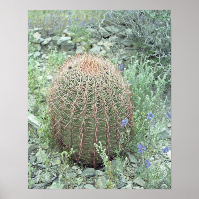 Affiches Pétales roses Pricky Cactus Desert Art Imprimer Po (Devant)
