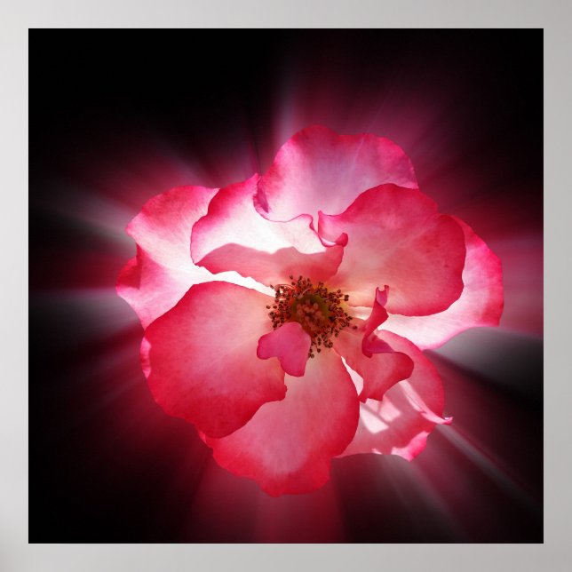 Affiches pétales rouges clairs (Devant)