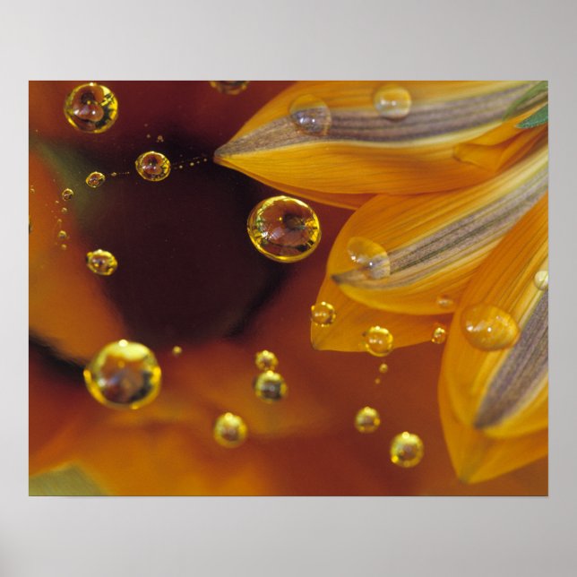 Affiches Pétales sur une surface réfléchissante Mylar avec  (Devant)