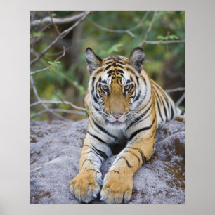 Affiches Petit animal de tigre, parc national de