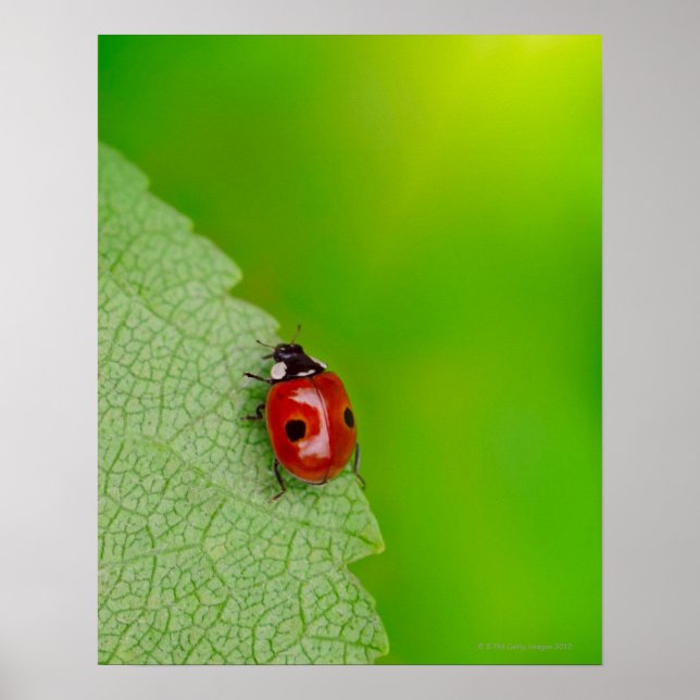 Affiches Petit Bug Lady (Devant)