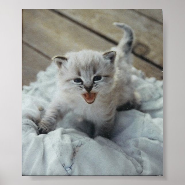 Affiches petit chaton bébé (Devant)