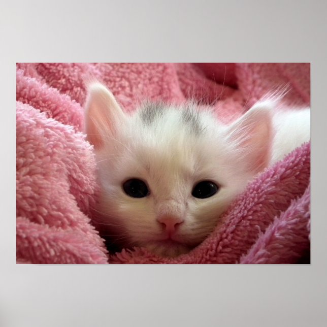 Affiches Petit chaton doux (Devant)
