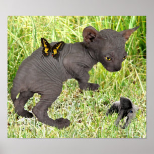 Affiches petit chaton sphynx gris voit un éléphant