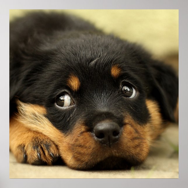 Affiches Petit chiot rottweiler mignon (Devant)