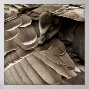 Affiches Petit Gosling sous l'aile de la maman