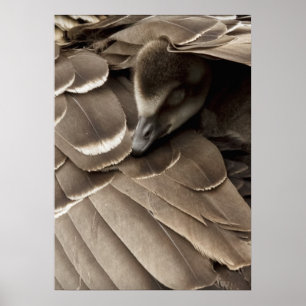 Affiches Petit Gosling sous l'aile de la maman