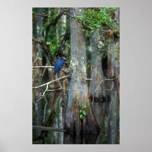 Affiches Petit héron bleu dans le marais Cypress (Devant)