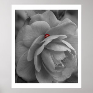 Affiches Petit insecte sur une fleur