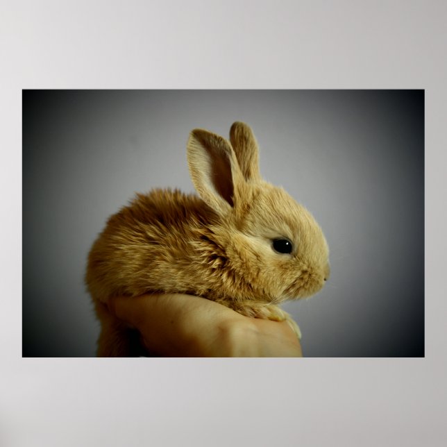 Affiches Petit lapin mignon à la main (Devant)