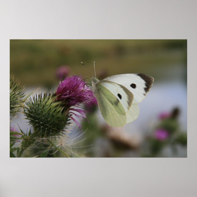 Affiches Petit Papillon blanc sur chardon Spear (Devant)