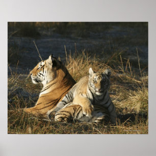 Affiches Petit tigre (Panthera tigris) allongé sur son