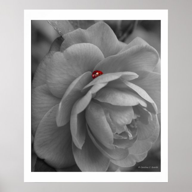 Affiches Petite bourgeon sur une fleur (Devant)