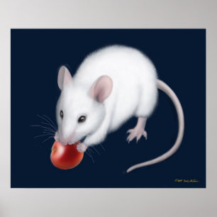 Affiches Petite copie blanche de souris