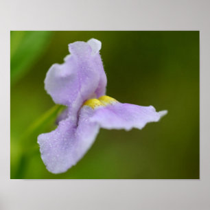 Affiches Petite fleur d'orchidée violette
