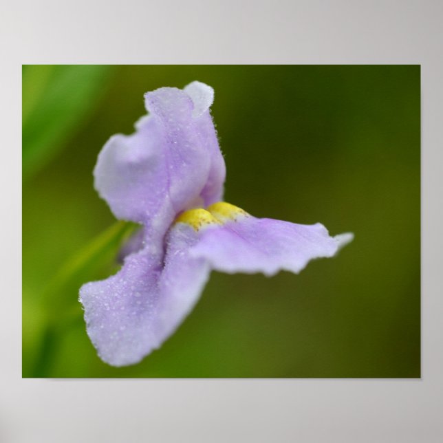 Affiches Petite fleur d'orchidée violette (Devant)
