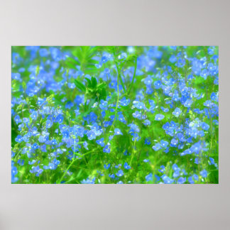 AFFICHES PETITES FLEURS BLEUES