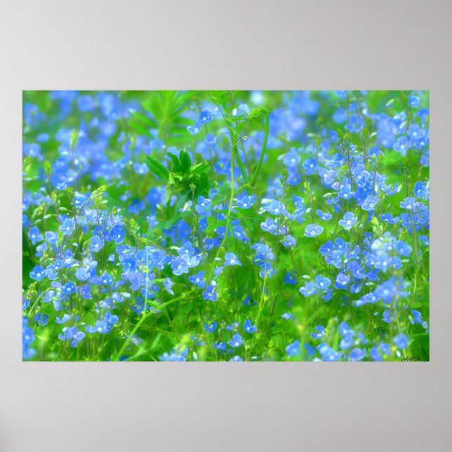 AFFICHES PETITES FLEURS BLEUES (Devant)