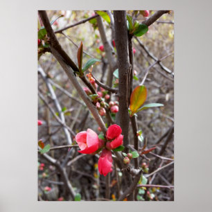 Affiches petites fleurs rouges