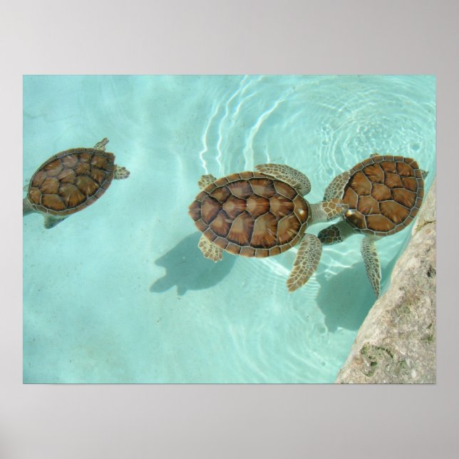 Affiches Petites tortues de mer (Devant)
