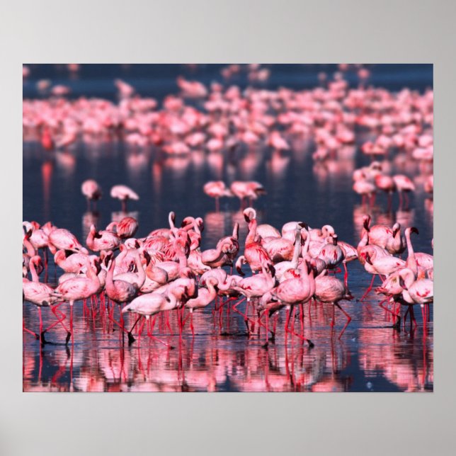 Affiches Petits Flamants roses (Phoeniconaias mineur), Afri (Devant)