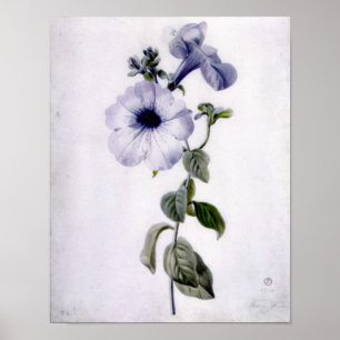Affiches Petunia
