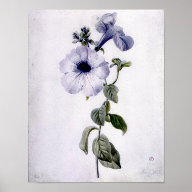 Affiches Petunia (Devant)