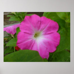 Affiches Pétunia rose