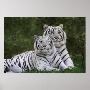 Affiches Phase blanche, Tigre du Bengale, Tigre du Tigre, T