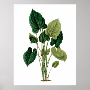 Affiches Philodendron grand feuille tropical