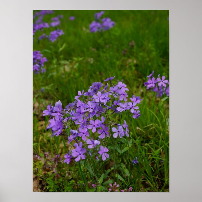 Affiches Phlox bleu sauvage (Devant)