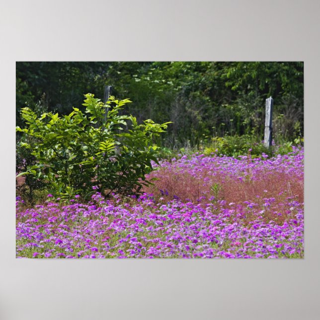 Affiches Phlox de Drummond, Phlox drummondi, Hilton Head (Devant)