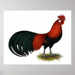 Affiches Phoenix : BB Red Rooster
