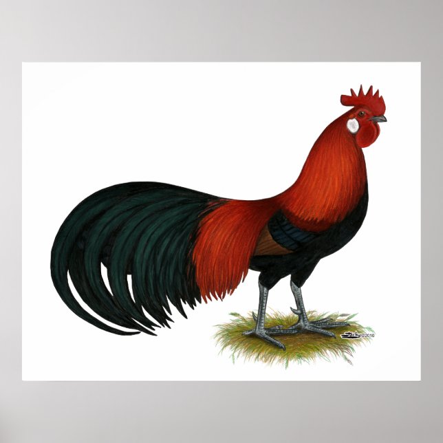Affiches Phoenix : BB Red Rooster (Devant)