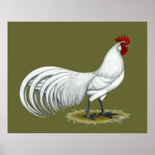 Affiches Phoenix : Coq blanc