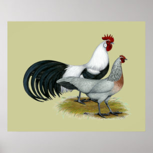 Affiches Phoenix :  Paire à canicules d'argent