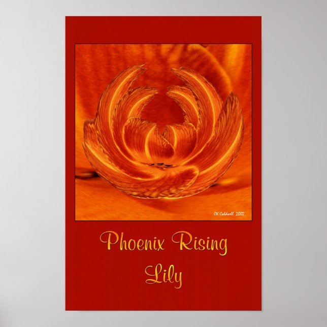 Affiches Phoenix Rising Lily (Devant)