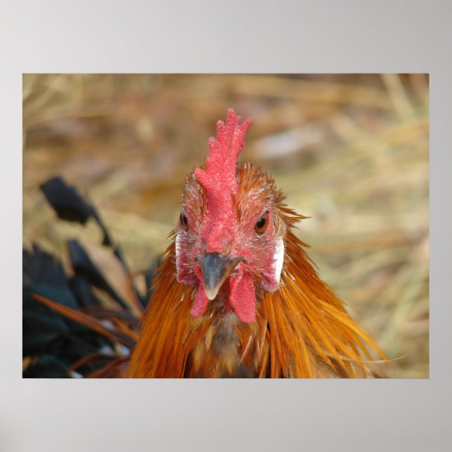 Affiches Phoenix Rooster (Devant)