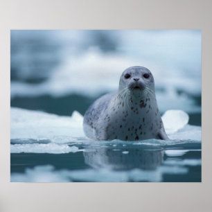 Affiches phoque commun du pacifique, Phoca vitulina richard