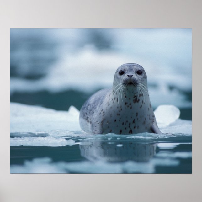 Affiches phoque commun du pacifique, Phoca vitulina richard (Devant)