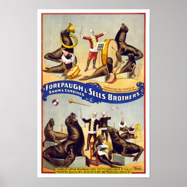Affiches Phoques de cirque merveilleusement dressés, 1899.  (Devant)