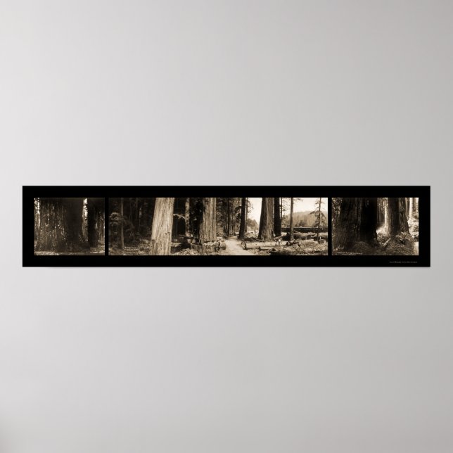 Affiches Photo 1912 du séquoia géant (Devant)
