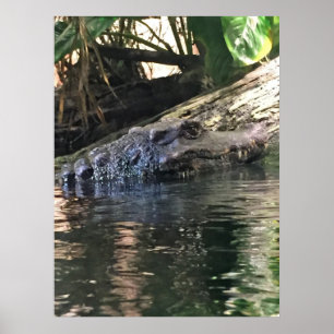 Affiches Photo Alligator