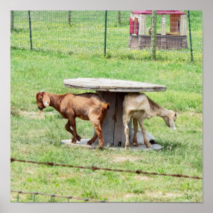 Affiches Photo chèvre