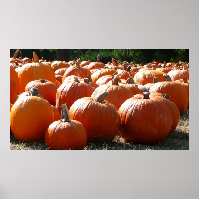 Affiches Photo citrouille pour automne, Halloween ou Thanks (Devant)