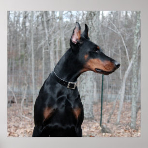 Affiches Photo classique Doberman
